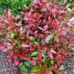 PHOTINIA FRASERI NANA W-min