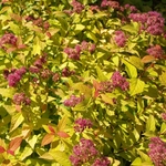 SPIRAEA GOLDFLAME 2 W-min