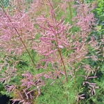 TAMARIX PINK CASCADE (2)-min