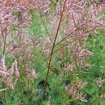 TAMARIX PINK CASCADE-min