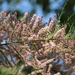 TAMARIX TETRANDRA W2-min