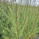 TAMARIX TETRANDRA (2)-min