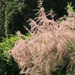 TAMARIX TETRANDRA W-min
