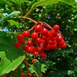 VIBURNUM OPULUS 2 W-min