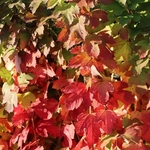 VIBURNUM OPULUS ROSEUM W-min