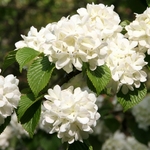VIBURNUM OPULUS ROSEUM WF-min