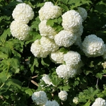 VIBURNUM OPULUS ROSEUM WF3-min