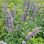 VITEX LATIFOLIA-min