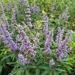 VITEX LATIFOLIA (2)-min