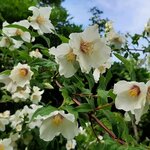 PHILADELPHUS BELLE ETOILE W 2-min