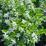 CHOYSIA TERNATA