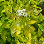 CORNUS ALBA AUREA