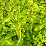 CORNUS ALBA AUREA (2)