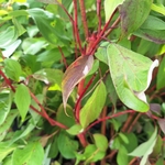 CORNUS BATON ROUGE