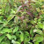 CORNUS BATON ROUGE (2)