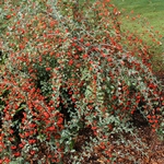 COTONEASTER FRANCHETII W