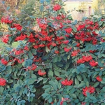COTONEASTER LACTEUS W