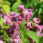 DEUTZIA TOURBILLON ROUGE W