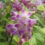 DEUTZIA TOURBILLON ROUGE 2 W