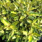 ELAEAGNUS MARYLINE