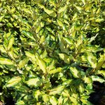 ELAEAGNUS MARYLINE (2)