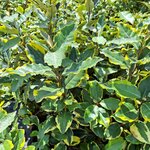 ELAEAGNUS VIVELEG (3)