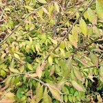 EUONYMUS ALATUS (2)