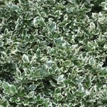 EUONYMUS EMERALD GAIETY 2 W