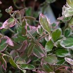EUONYMUS EMERALD GAIETY W