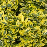 EUONYMUS EMERALD'N GOLD 2 W