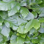 FAGUS SYLVATICA W