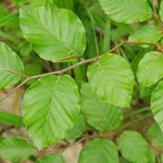 FAGUS SYLVATICA 2 W