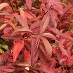 ITEA HENRYS GARNET 2 W