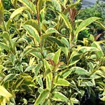 LIGUSTRUM JAPONICUM SUPERBUM (3)