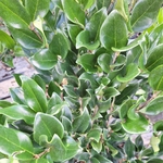 LIGUSTRUM TEXANUM