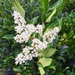 LIGUSTRUM TEXANUM (2)