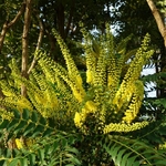 MAHONIA CHARITY W