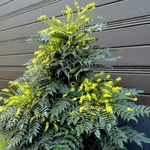 MAHONIA CHARITY 2 W