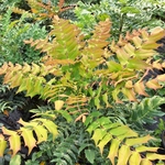 MAHONIA CHARITY