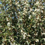 OSMANTHUS BURKWOODII W