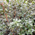 OSMANTHUS BURKWOODII