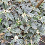 OSMANTHUS HETEROPHYLLUS
