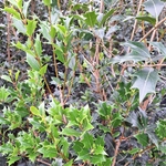 OSMANTHUS HETEROPHYLLUS (2)