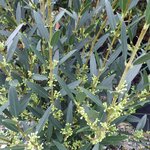 PHILLYREA ANGUSTIFOLIA 2 W