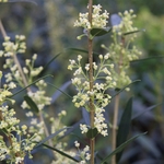 PHILLYREA ANGUSTIFOLIA W