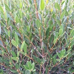 PHILLYREA ANGUSTIFOLIA (4)