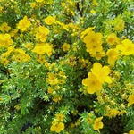 POTENTILLA GOLDFINGER