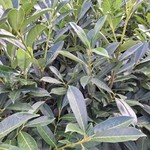 PRUNUS CAUCASICA (3)
