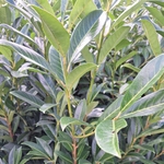PRUNUS CAUCASICA