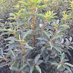 PRUNUS LUSITANICA (2)